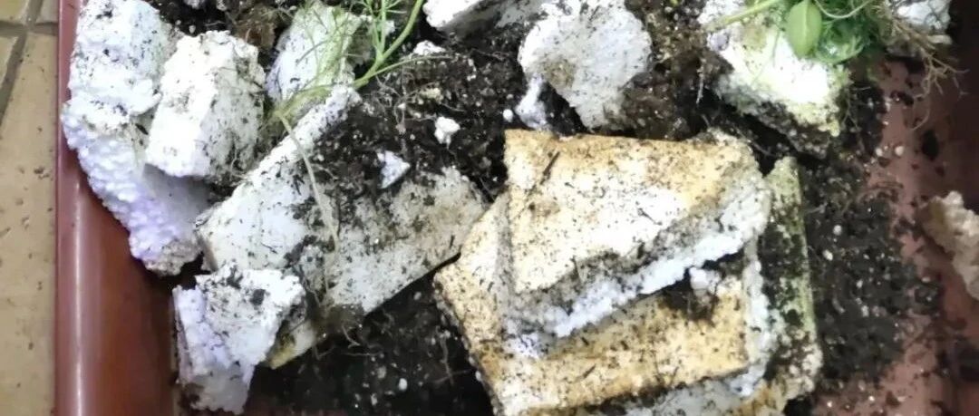 刚买的花，3天就死，花市套路真的多！