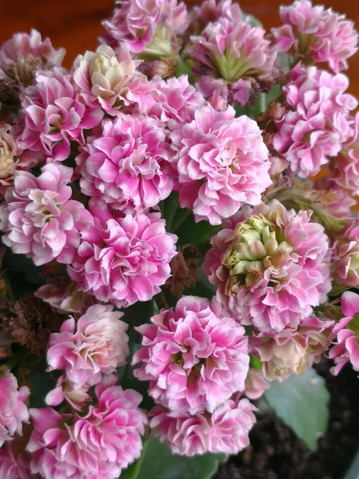 300个长寿花品种 全都美极了 只养1盆真的不够 养花大全微信公众号文章