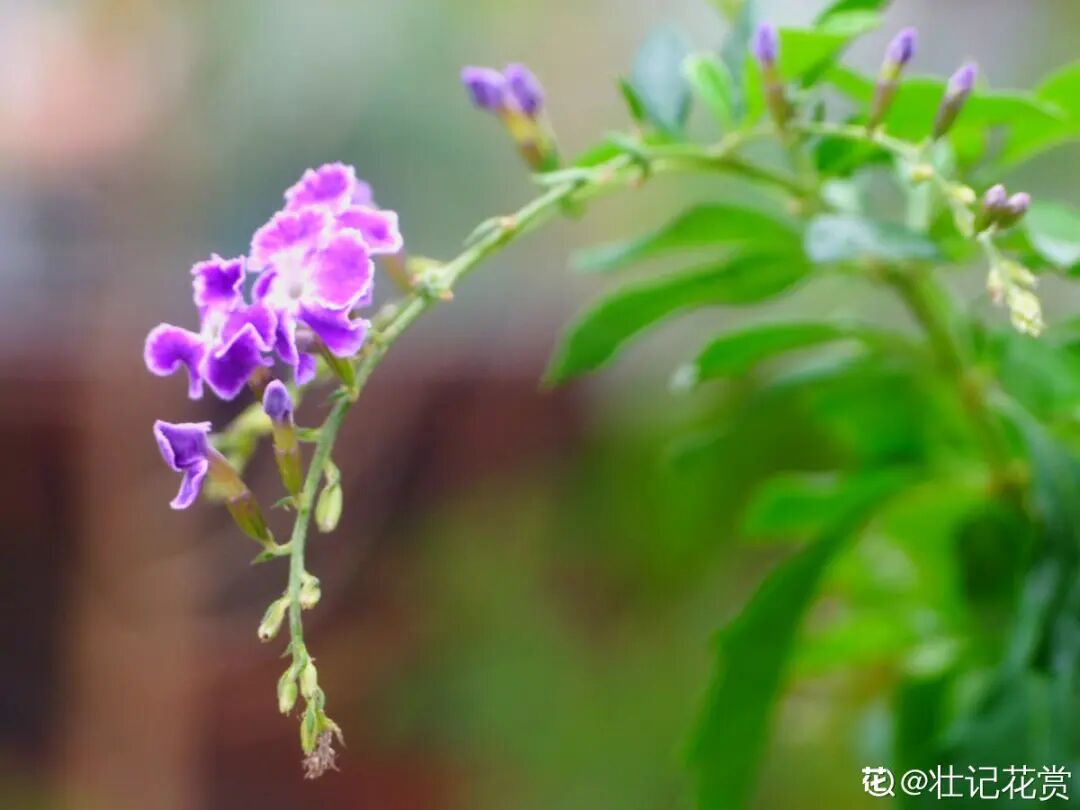 活的 香水花 开一朵 香的流口水 养花大全微信公众号文章