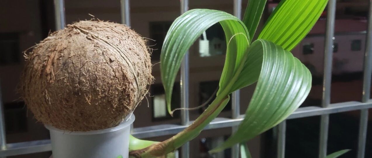 5块钱的水果埋土里，半年养成守家树，邻居都想花钱买！