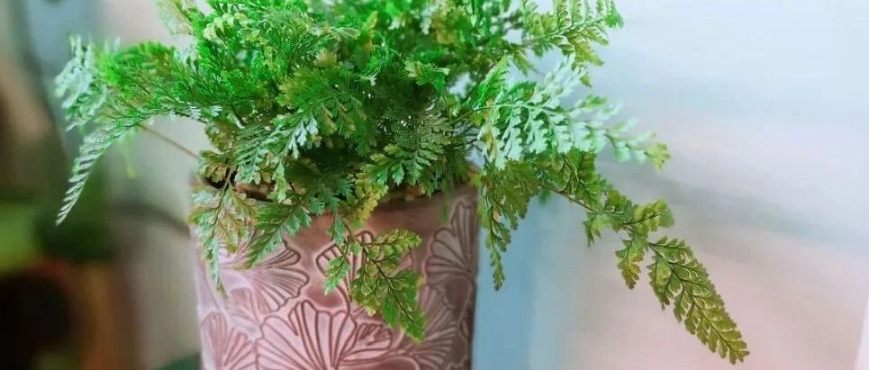 别养绿萝了，室内养的耐阴花，有气质上档次