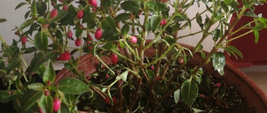 30度以上，千万别养这种花，买一盆死一盆