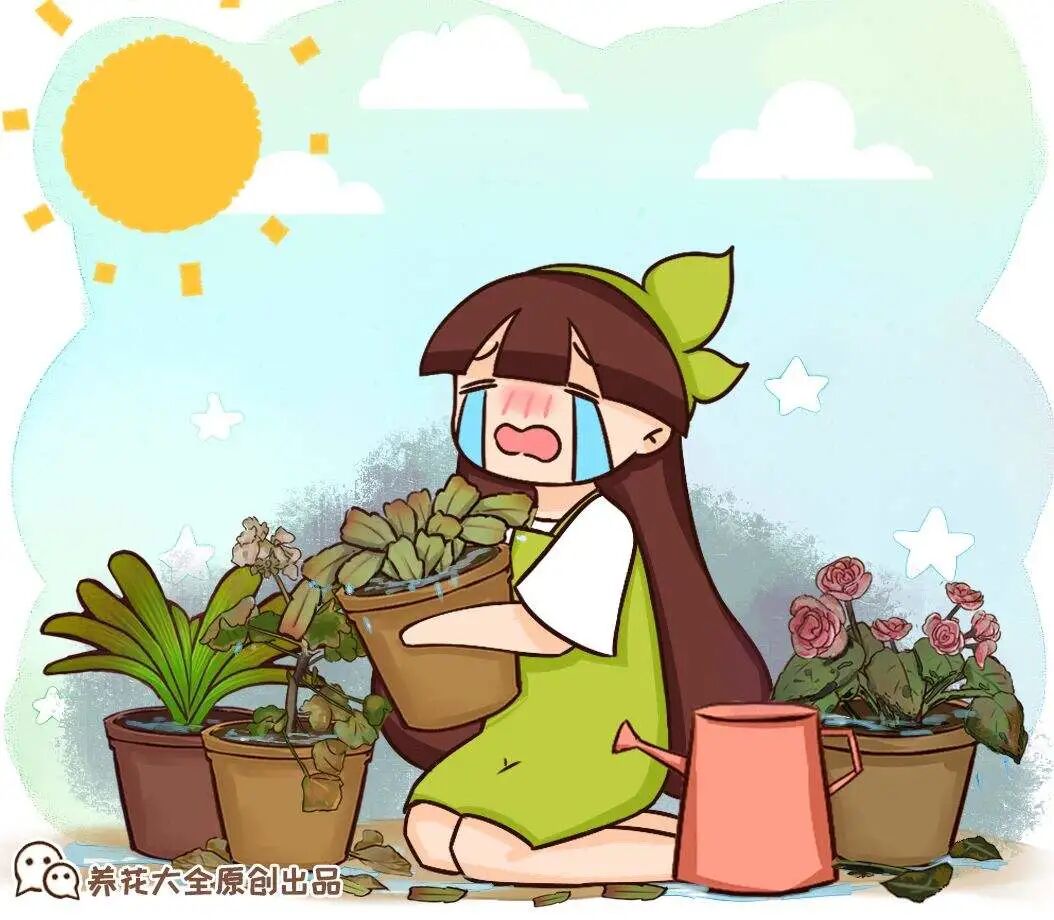 30度以上 千万别养这种花 买一盆死一盆 酷生活网