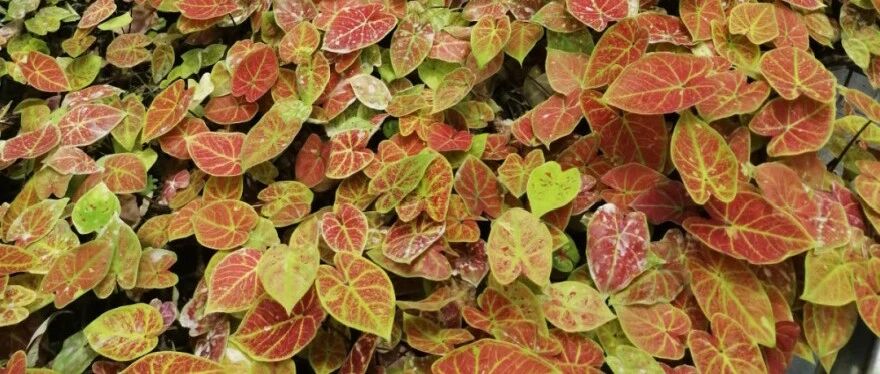 别养绿萝了，这几种耐阴花，好养上档次