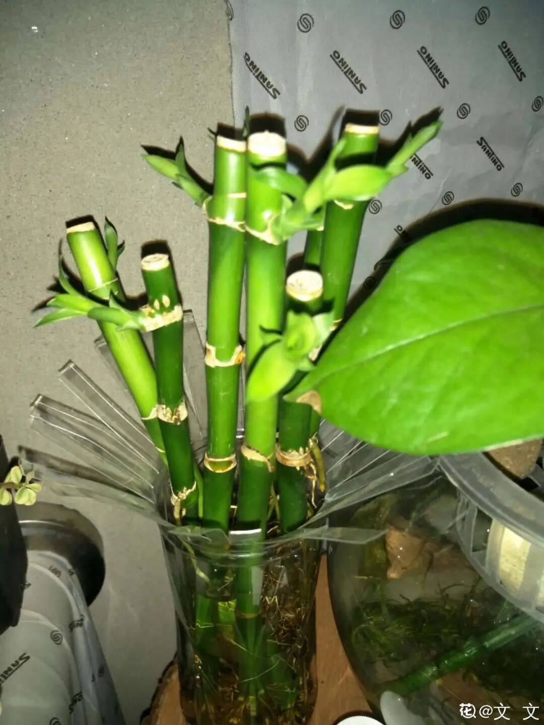 6种花天热好扦插 枝条剁8段 撒土里 3天生根7天开花 柠檬资讯