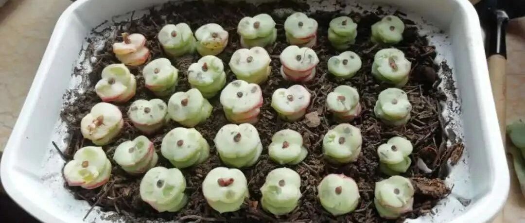 6种花天热好扦插，枝条剁8段、撒土里，3天生根7天开花