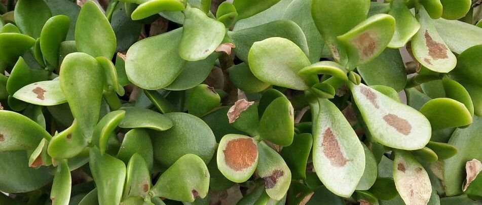 才刚立秋，这花怕热又怕晒，先别急着晒太阳