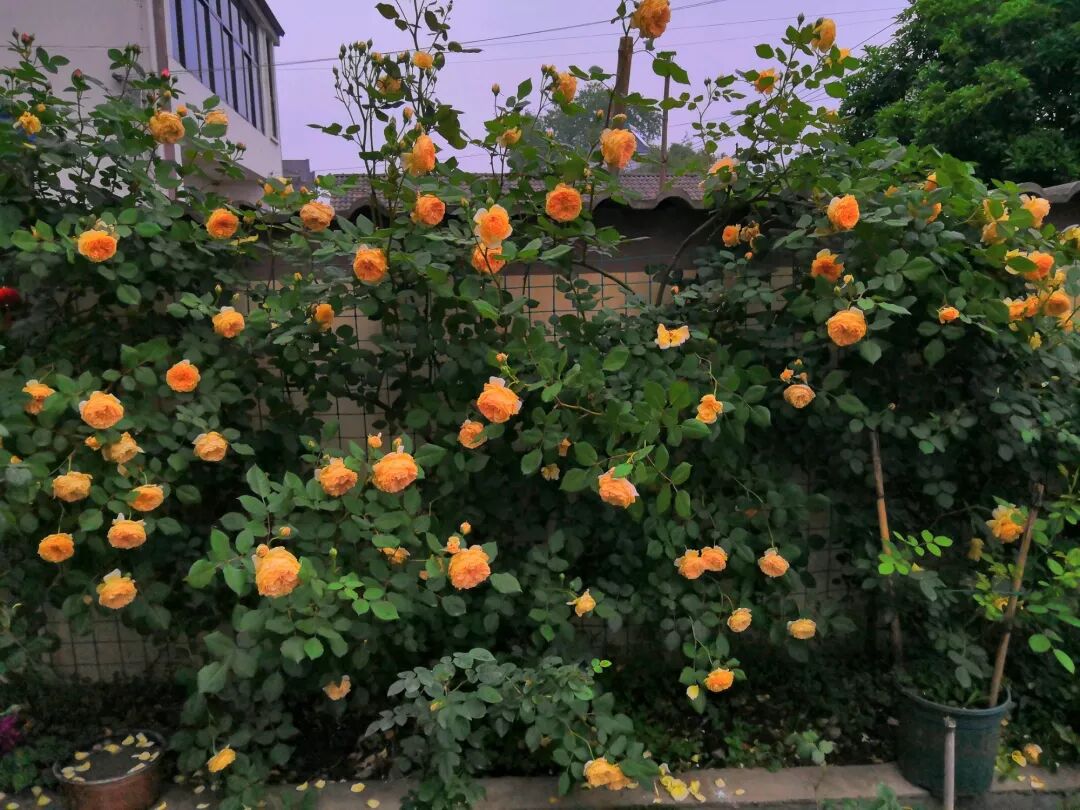 花事 大叔回农村 花3天时间造出一个月季花园 真让人佩服 养花大全微信公众号文章