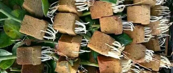 扦插就用它，5天长出大白根，嗖嗖蹿满盆