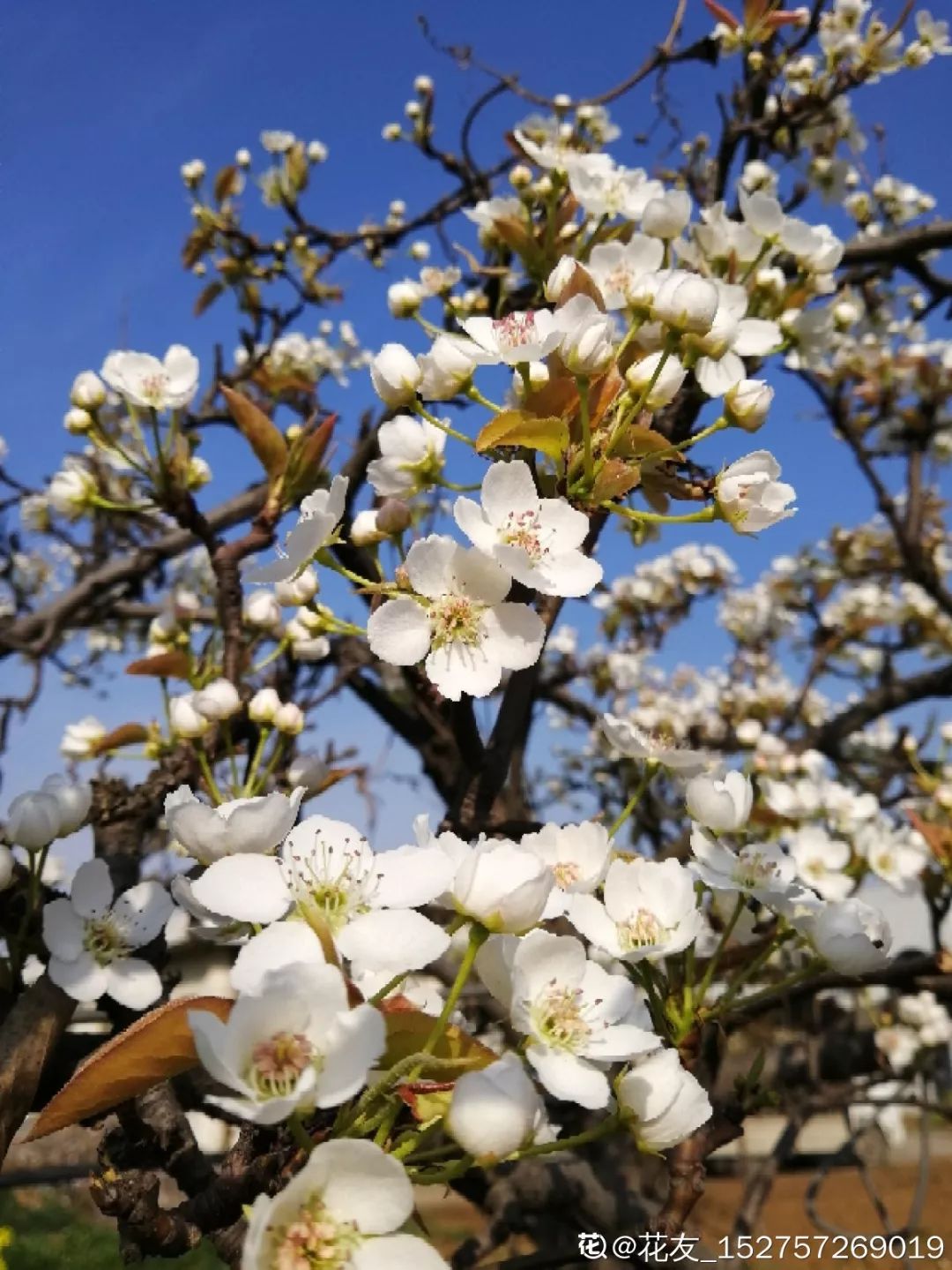 今日立春 愿 春暖花开 民康国泰 养花大全微信公众号文章