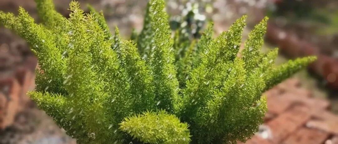 10种花，冬天喝水不能断，一断水立马死翘翘！