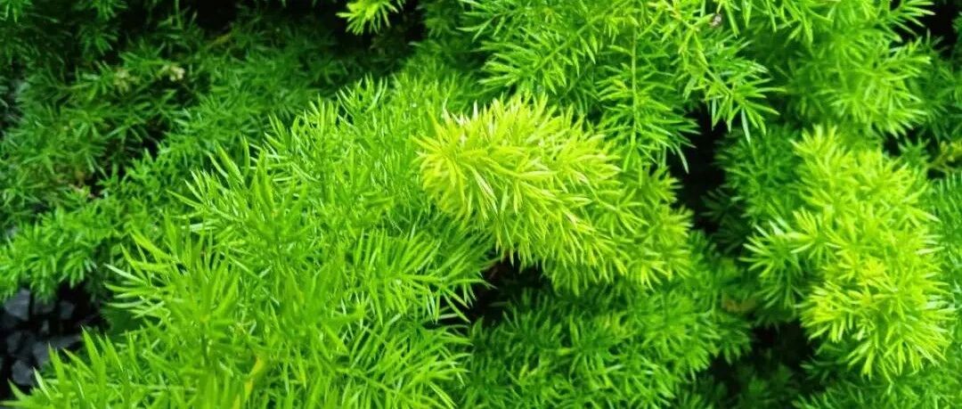 15种“有氧”植物，1间房1盆，净化空气更健康