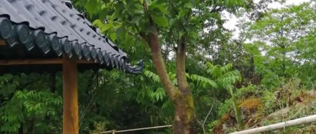 门前不栽竹，门后不留树，老祖宗的养花智慧，永远不过时