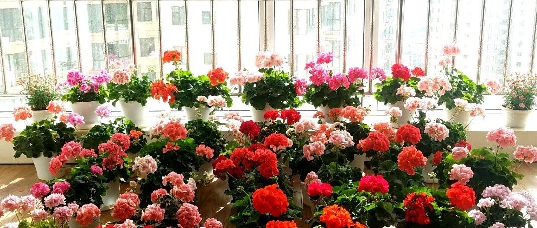 封闭阳台养花，他说第二，没人敢说第一！