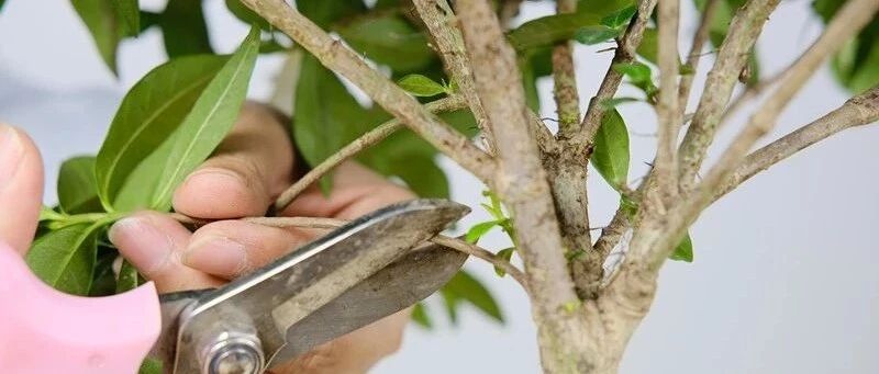 这花秋冬不要剪，剪完活不了！