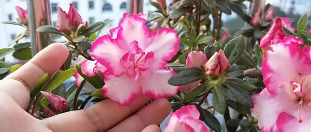 养花“急救”方法，1步搞定，别越拖越严重！