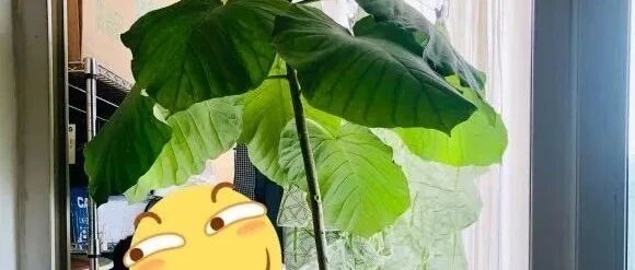 超级网红耐阴花，一片叶子脸盆大，下雨天能当伞