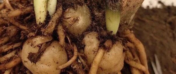 低成本扦插法，一块根，长成一大盆！