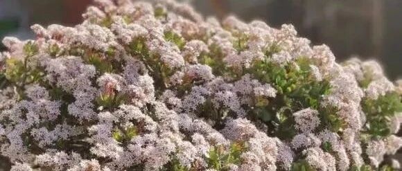 老人常说，6种吉祥花，轻易不开花，开花就有好运