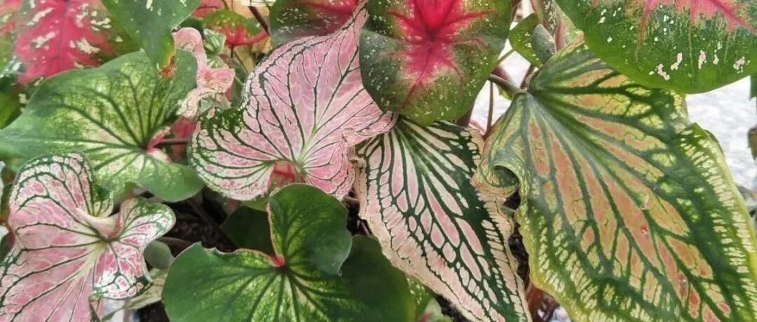 厨房、卫生间，养这几种花，杀菌除异味儿