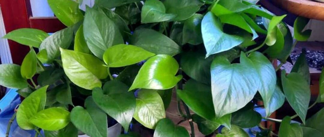 绿萝虎皮兰···夏天快施肥，哐哐疯长2米