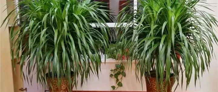 这花长得丑，放家里却镇宅，霸气侧漏，福至全家