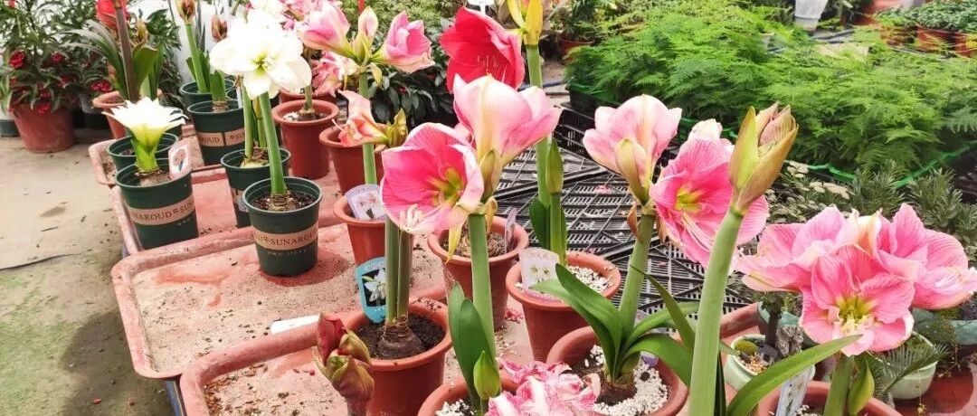 10种花，小盆“挤着养”，不烂根，植株旺，花苞突突冒！