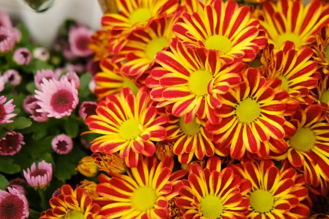 9月后 这花比绿萝好养 疯狂开花0天 养花大全微信公众号文章