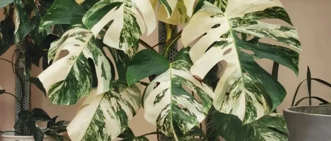 人养花，花也养人，家里养这10种花，越养越健康！