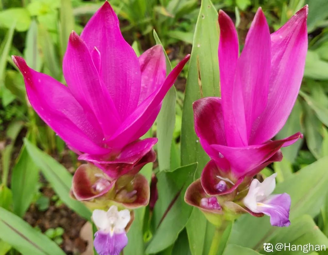 养了8年的小白菜，杆子成老桩，开花竟然这么美