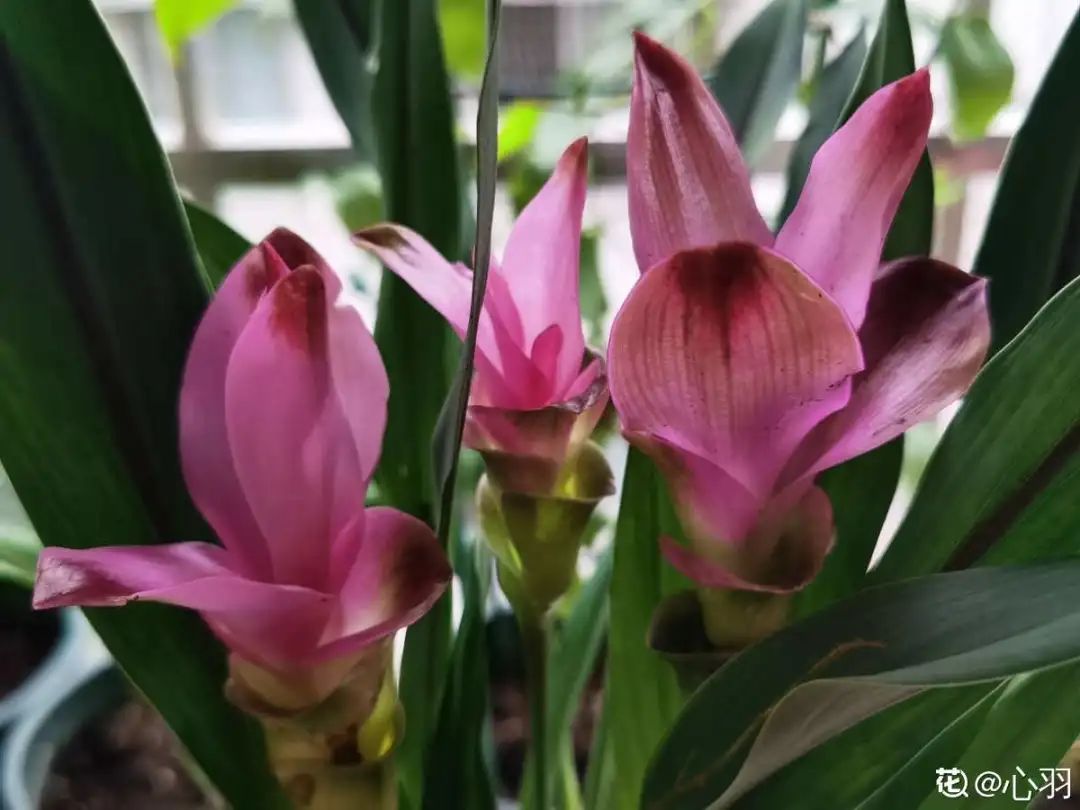 养了8年的小白菜，杆子成老桩，开花竟然这么美