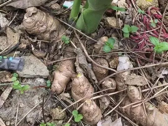 养了8年的小白菜，杆子成老桩，开花竟然这么美