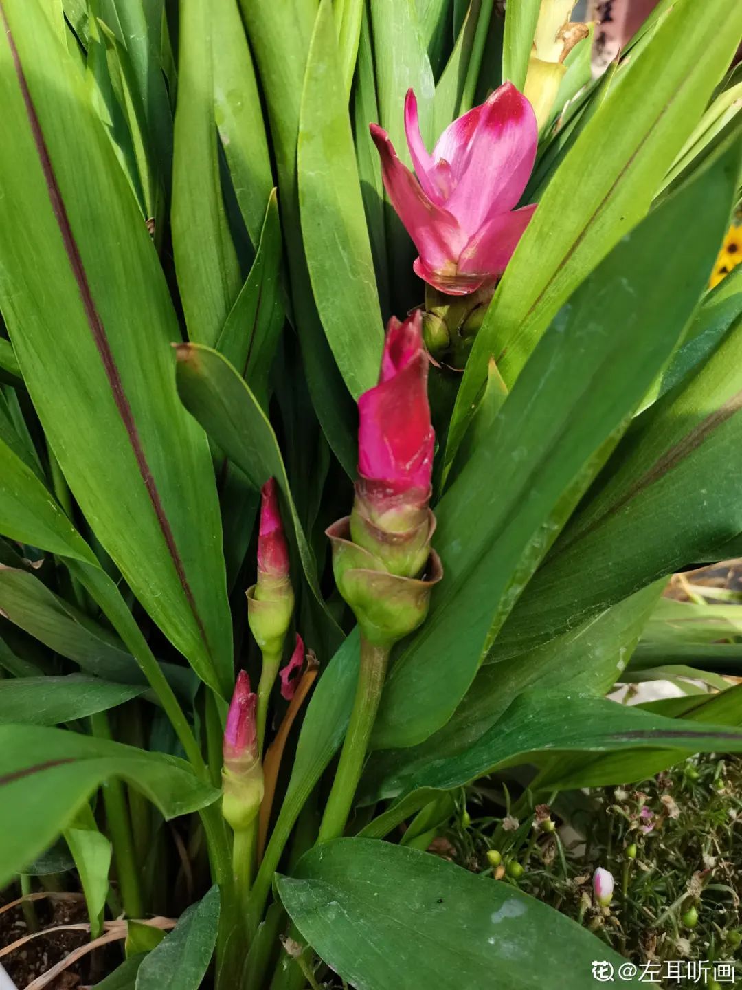 养了8年的小白菜，杆子成老桩，开花竟然这么美