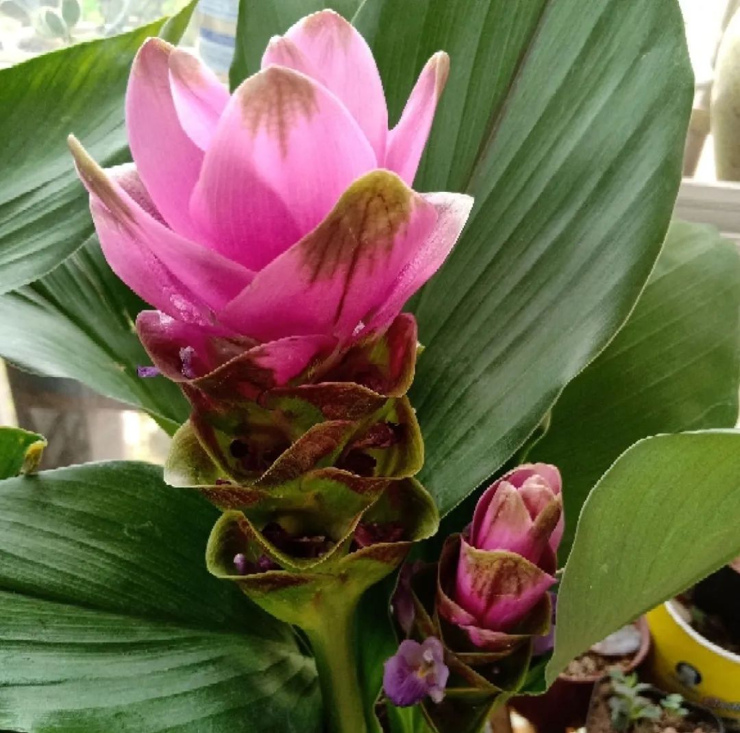 养了8年的小白菜，杆子成老桩，开花竟然这么美