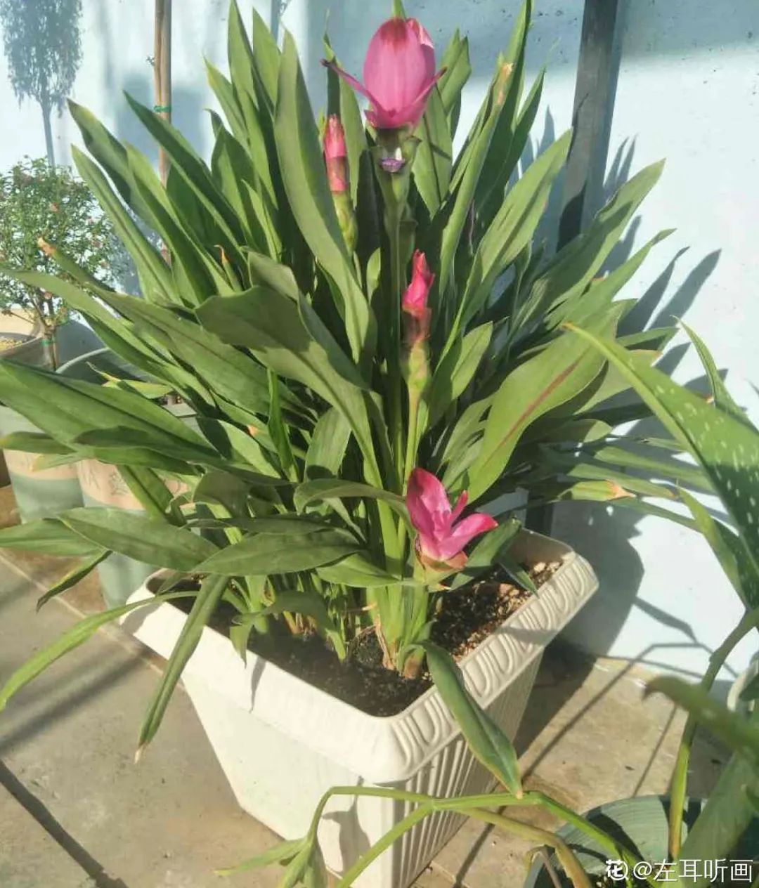 养了8年的小白菜，杆子成老桩，开花竟然这么美