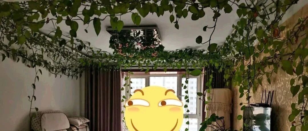 这花养成巨无霸，老妈却说：阴气重，赶紧拔了！