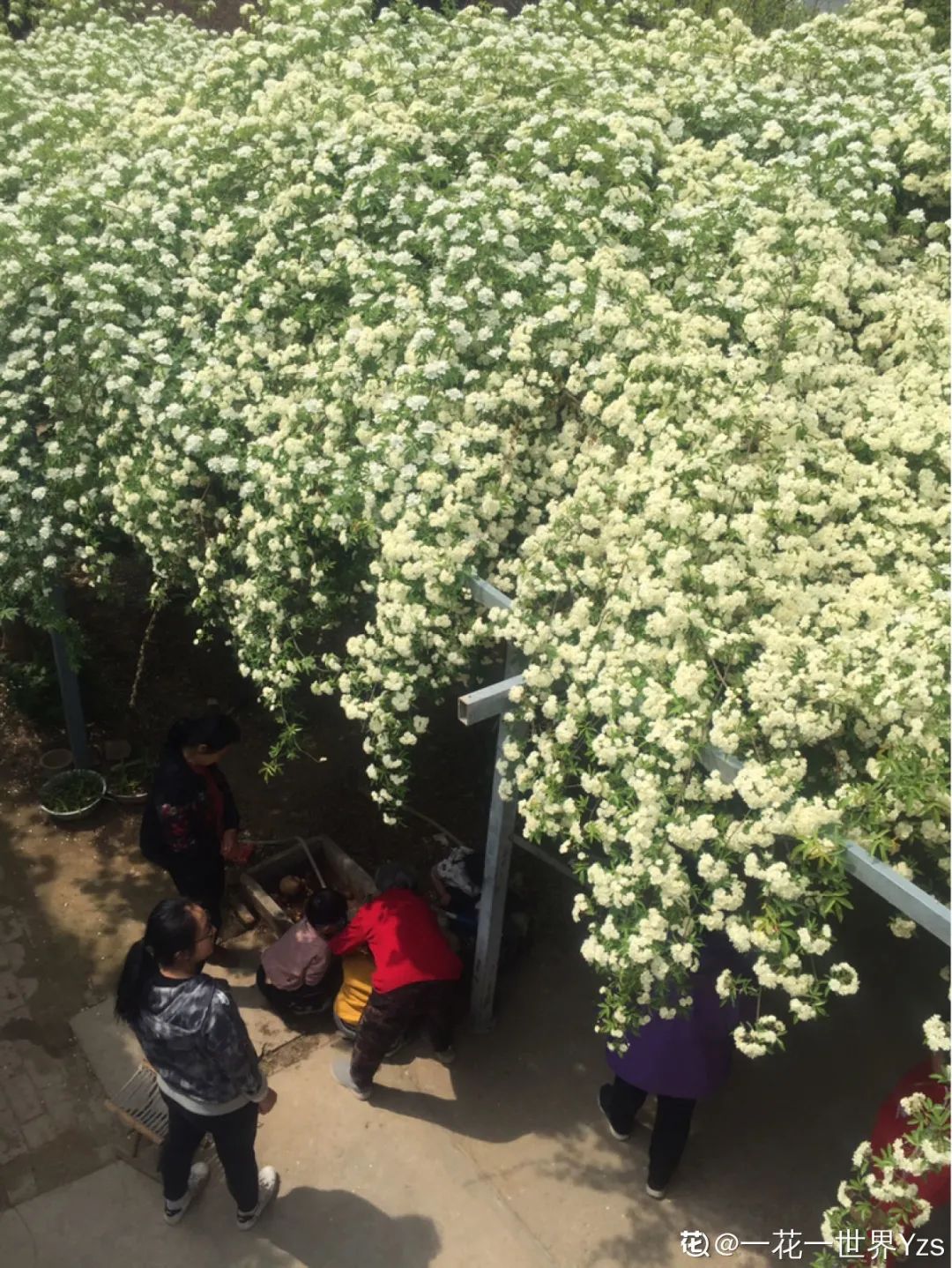 4月快养爬藤花 一棵开成花瀑布 连续开满300天 10分排列3