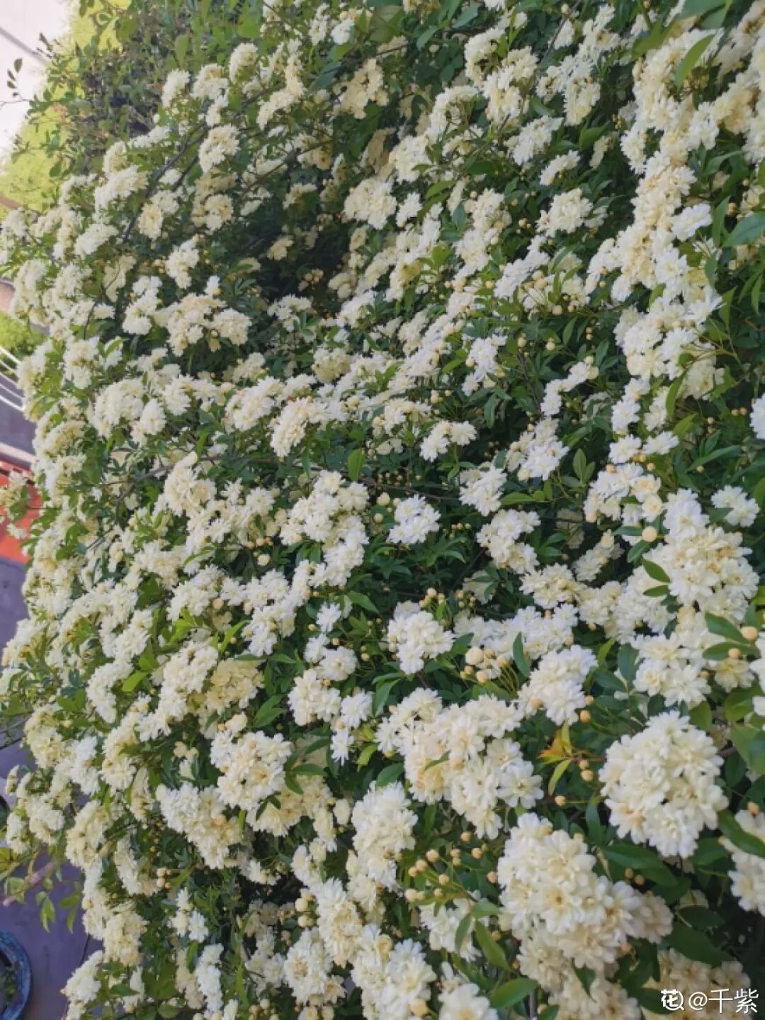 爬藤最快的花 第一名非它莫属 月季只能倒数 柠檬资讯