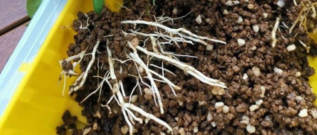 6月，最适合扦插的花，沾土、泡水都能活