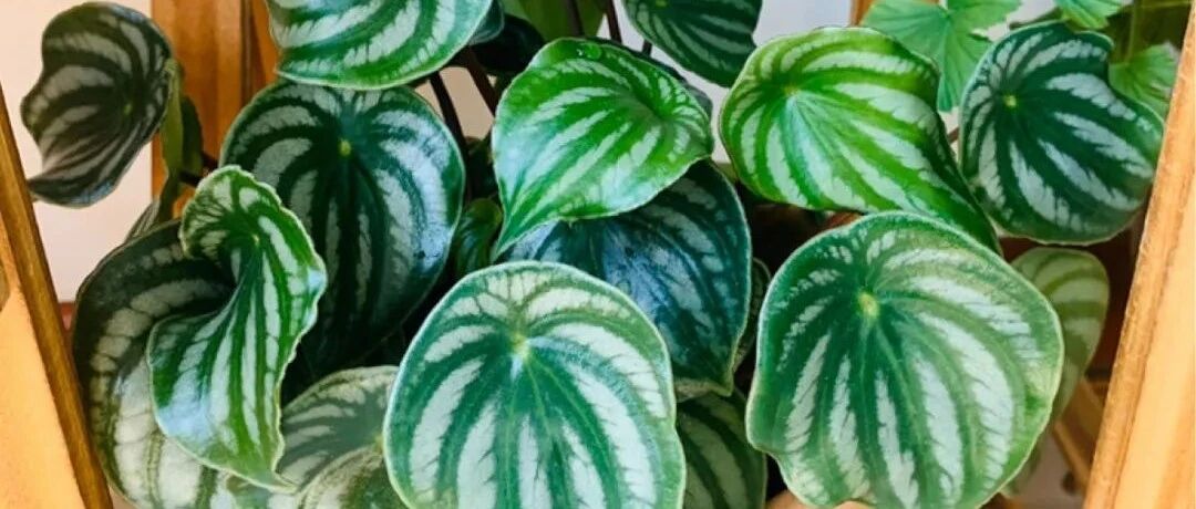 扔了绿萝，换成这种花，耐阴好养、上档次