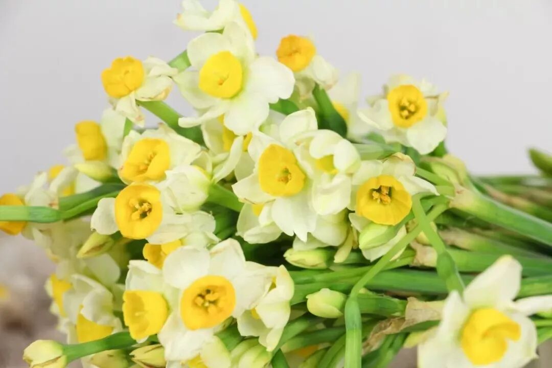 推荐 客厅摆盆它 1杯水就能开爆 满屋子都是香味 养花大全微信公众号文章