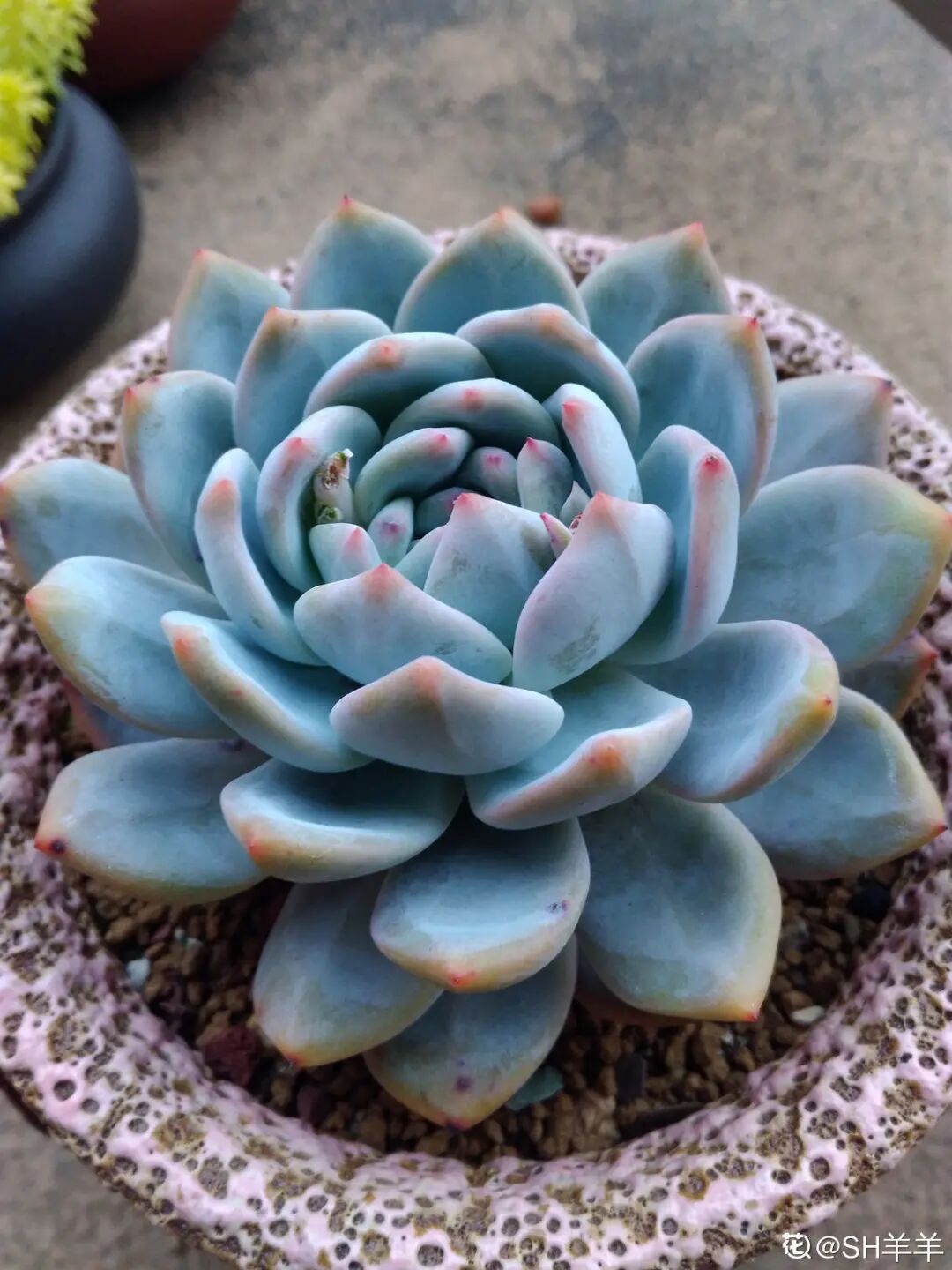 厉害 8种多肉逆天而行 夏天也能红彤彤 个个胖成球 Hi有料