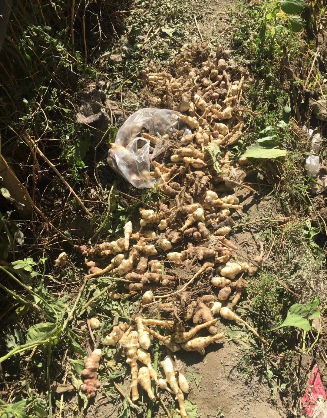 养了8年的小白菜，杆子成老桩，开花竟然这么美