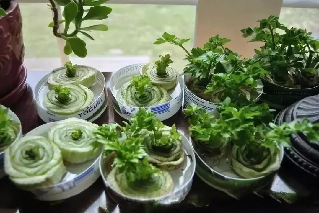 廚房擺盆它，吸油煙除異味，空氣清新身體好！ 家居 第37張