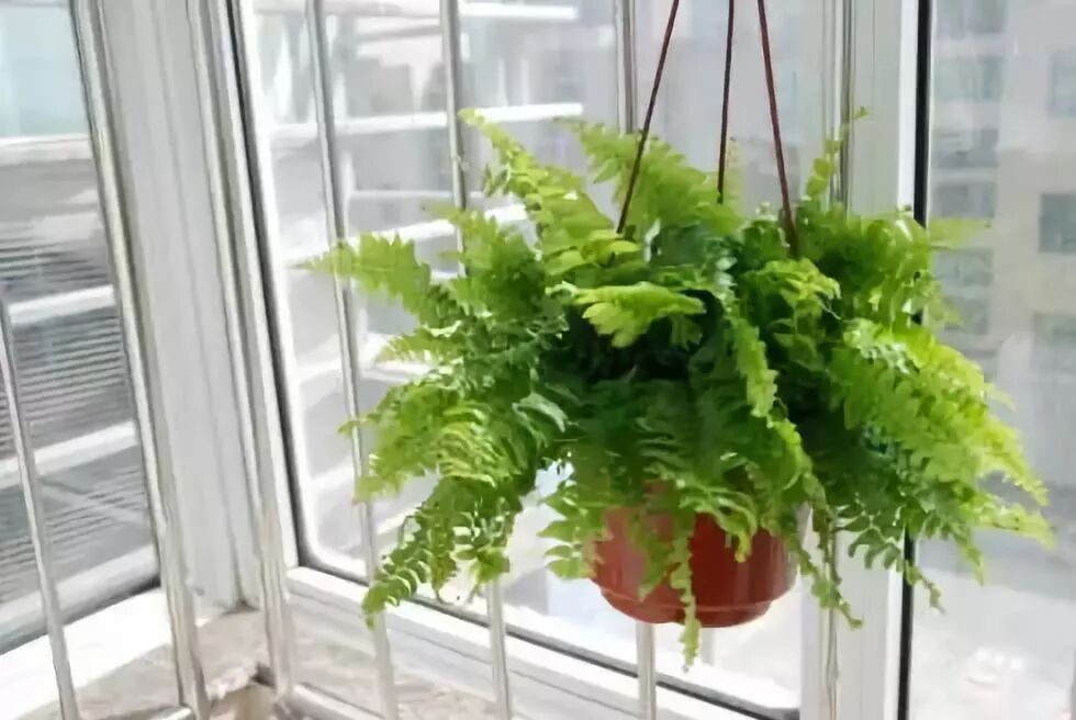 廚房擺盆它，吸油煙除異味，空氣清新身體好！ 家居 第10張