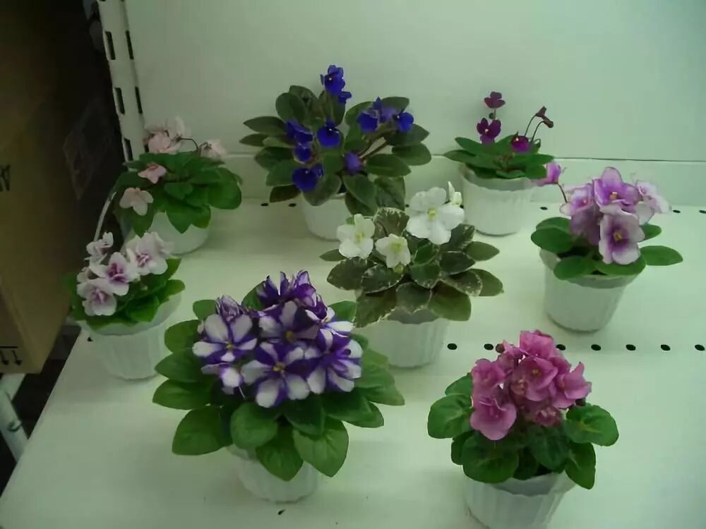 廚房擺盆它，吸油煙除異味，空氣清新身體好！ 家居 第40張