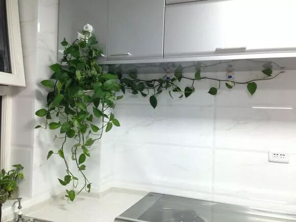 廚房擺盆它，吸油煙除異味，空氣清新身體好！ 家居 第11張