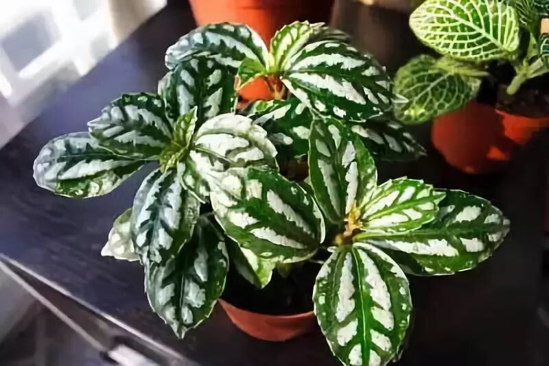 廚房擺盆它，吸油煙除異味，空氣清新身體好！ 家居 第7張