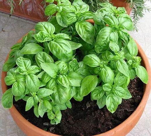 廚房擺盆它，吸油煙除異味，空氣清新身體好！ 家居 第17張