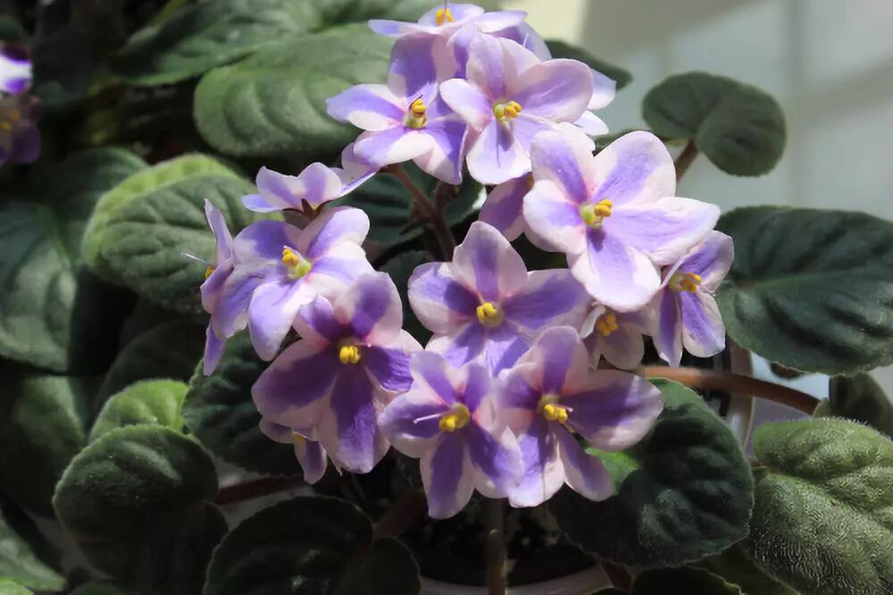 廚房擺盆它，吸油煙除異味，空氣清新身體好！ 家居 第39張